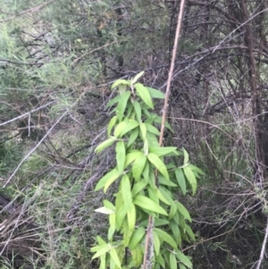 Olearia lirata at Fisher, ACT - 5 Nov 2022