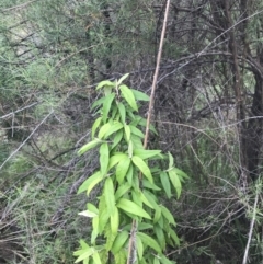 Olearia lirata at Fisher, ACT - 5 Nov 2022