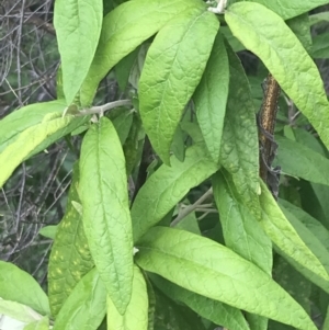 Olearia lirata at Fisher, ACT - 5 Nov 2022