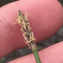 Eleocharis acuta (Common Spike-rush) at Fisher, ACT - 5 Nov 2022 by Tapirlord