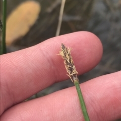 Eleocharis acuta at Fisher, ACT - 5 Nov 2022 02:45 PM