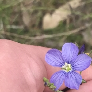 Linum marginale at Kambah, ACT - 5 Nov 2022 01:25 PM