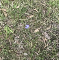 Linum marginale at Kambah, ACT - 5 Nov 2022 01:25 PM