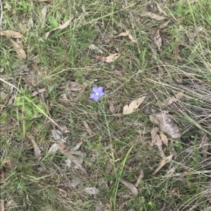 Linum marginale at Kambah, ACT - 5 Nov 2022 01:25 PM