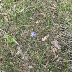 Linum marginale at Kambah, ACT - 5 Nov 2022 01:25 PM