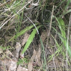 Senecio phelleus at Kambah, ACT - 5 Nov 2022