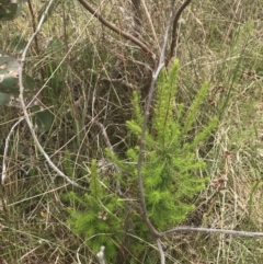 Erica lusitanica (Spanish Heath ) at Kambah, ACT - 5 Nov 2022 by Tapirlord