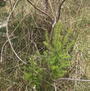 Erica lusitanica at Kambah, ACT - 5 Nov 2022