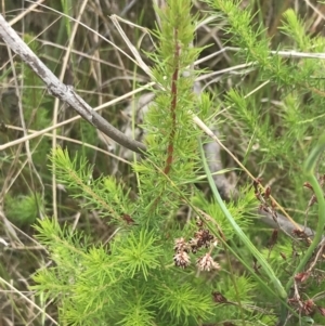 Erica lusitanica at Kambah, ACT - 5 Nov 2022