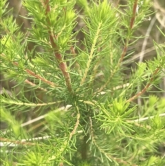 Erica lusitanica at Kambah, ACT - 5 Nov 2022 01:09 PM