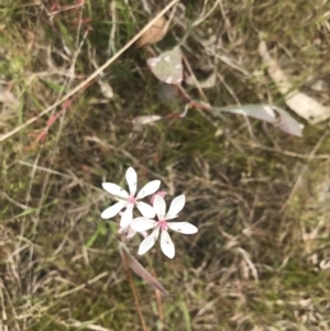 Burchardia umbellata at Kambah, ACT - 5 Nov 2022