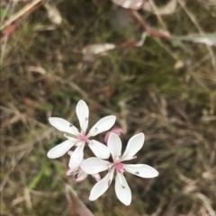 Burchardia umbellata at Kambah, ACT - 5 Nov 2022 01:08 PM