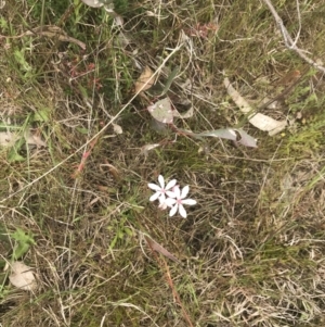 Burchardia umbellata at Kambah, ACT - 5 Nov 2022 01:08 PM