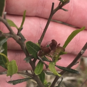 Dodonaea viscosa subsp. spatulata at Kambah, ACT - 5 Nov 2022 01:07 PM