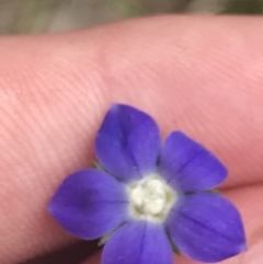 Wahlenbergia multicaulis (Tadgell's Bluebell) at Kambah, ACT - 5 Nov 2022 by Tapirlord