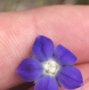 Wahlenbergia multicaulis at Kambah, ACT - 5 Nov 2022 12:49 PM