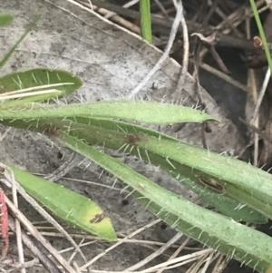 Wahlenbergia multicaulis at Kambah, ACT - 5 Nov 2022