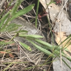 Wahlenbergia multicaulis at Kambah, ACT - 5 Nov 2022 12:49 PM