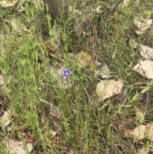 Wahlenbergia multicaulis at Kambah, ACT - 5 Nov 2022