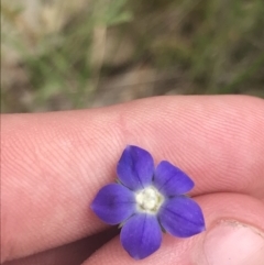 Wahlenbergia multicaulis at Kambah, ACT - 5 Nov 2022