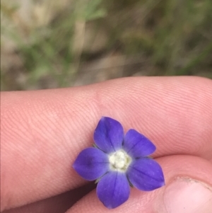 Wahlenbergia multicaulis at Kambah, ACT - 5 Nov 2022 12:49 PM