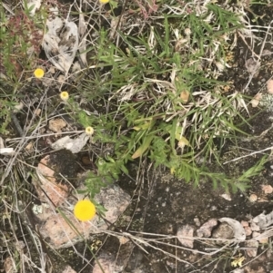 Leptorhynchos squamatus subsp. squamatus at Kambah, ACT - 5 Nov 2022