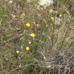 Leptorhynchos squamatus subsp. squamatus at Kambah, ACT - 5 Nov 2022