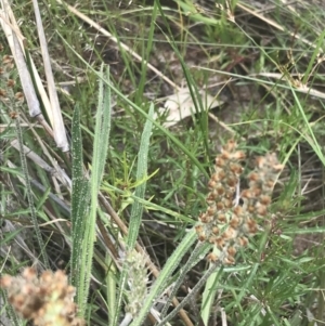 Plantago gaudichaudii at Kambah, ACT - 5 Nov 2022