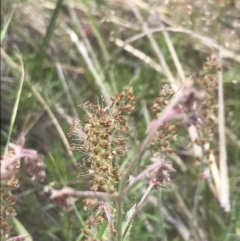 Plantago gaudichaudii at Kambah, ACT - 5 Nov 2022