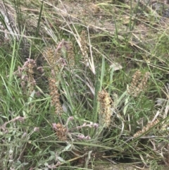 Plantago gaudichaudii at Kambah, ACT - 5 Nov 2022