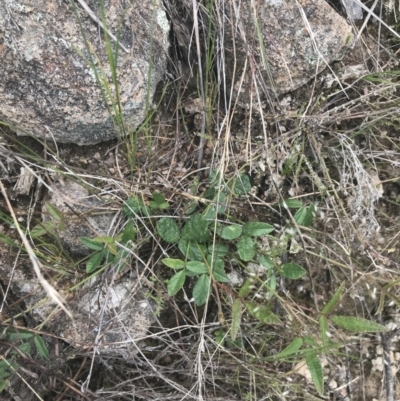 Grona varians (Slender Tick-Trefoil) at Kambah, ACT - 5 Nov 2022 by Tapirlord