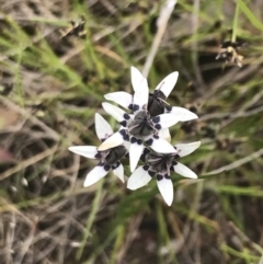 Wurmbea dioica subsp. dioica (Early Nancy) at Kambah, ACT - 5 Nov 2022 by Tapirlord