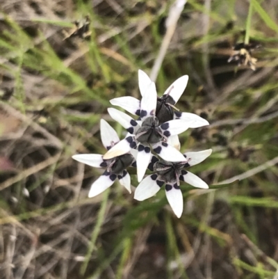 Wurmbea dioica subsp. dioica (Early Nancy) at Kambah, ACT - 5 Nov 2022 by Tapirlord