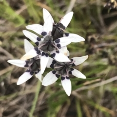 Wurmbea dioica subsp. dioica at Kambah, ACT - 5 Nov 2022 12:38 PM