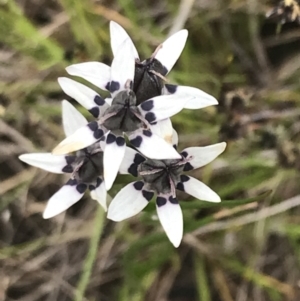 Wurmbea dioica subsp. dioica at Kambah, ACT - 5 Nov 2022 12:38 PM