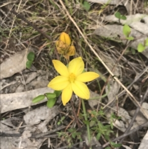 Bulbine bulbosa at Kambah, ACT - 5 Nov 2022 12:37 PM