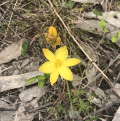 Bulbine bulbosa (Golden Lily) at Kambah, ACT - 5 Nov 2022 by Tapirlord
