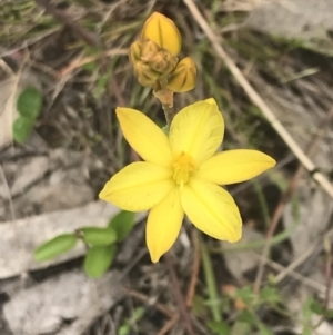 Bulbine bulbosa at Kambah, ACT - 5 Nov 2022 12:37 PM