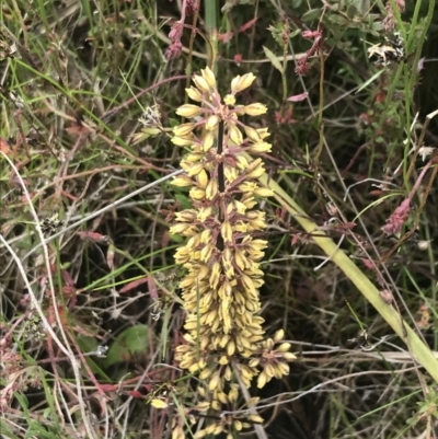 Lomandra multiflora (Many-flowered Matrush) at Kambah, ACT - 5 Nov 2022 by Tapirlord