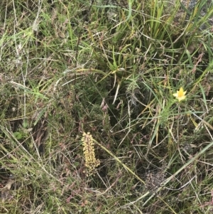 Lomandra multiflora at Kambah, ACT - 5 Nov 2022