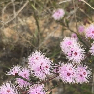 Kunzea parvifolia at Kambah, ACT - 5 Nov 2022