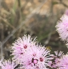 Kunzea parvifolia at Kambah, ACT - 5 Nov 2022