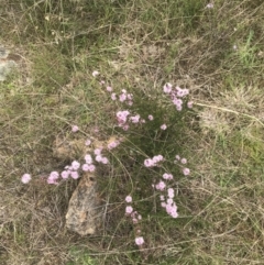 Kunzea parvifolia at Kambah, ACT - 5 Nov 2022