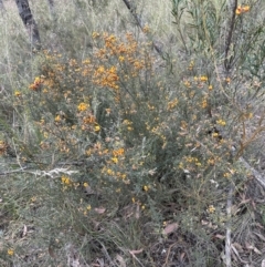 Mirbelia oxylobioides (Mountain Mirbelia) at Cook, ACT - 30 Nov 2022 by lbradley