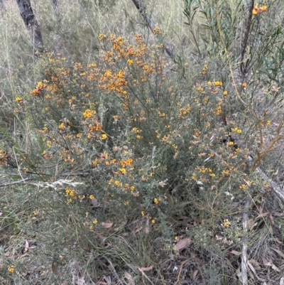 Mirbelia oxylobioides (Mountain Mirbelia) at Aranda Bushland - 30 Nov 2022 by lbradley