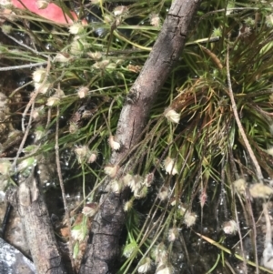 Centrolepis strigosa at Kambah, ACT - 5 Nov 2022 12:22 PM