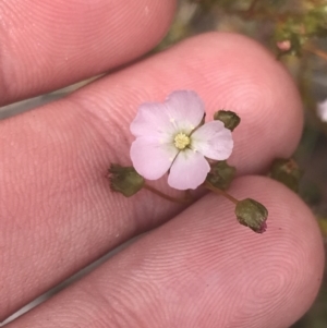 Drosera auriculata at Fisher, ACT - 5 Nov 2022 12:21 PM