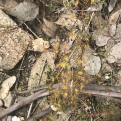 Drosera auriculata at Fisher, ACT - 5 Nov 2022 12:21 PM