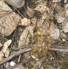 Drosera auriculata at Fisher, ACT - 5 Nov 2022 12:21 PM