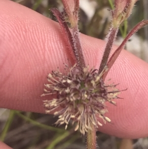 Opercularia hispida at Fisher, ACT - 5 Nov 2022 12:18 PM